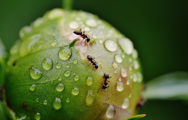 Ameisen effektiv im Garten bekämpfen - Gartentraeumerei