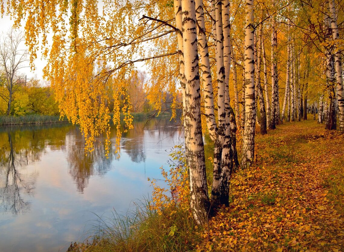 autumn, alley, birch