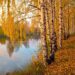 autumn, alley, birch