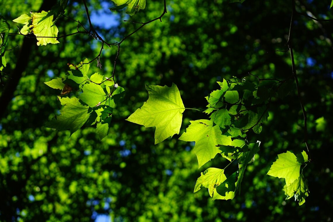 sycamore, leaves, tree