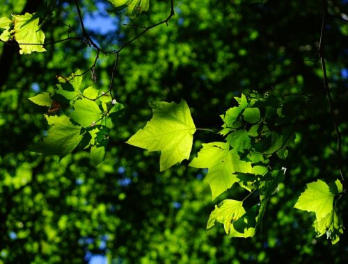 sycamore, leaves, tree