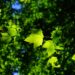 sycamore, leaves, tree