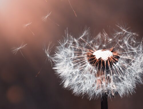 flower, dandelion, wildflower