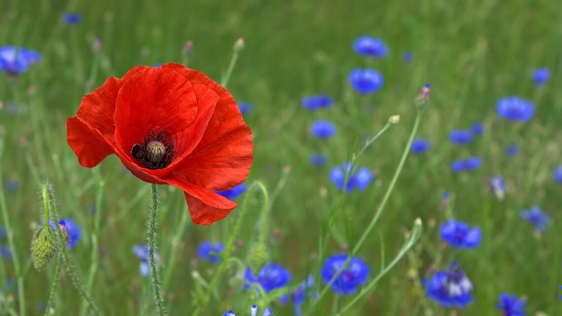 poppy, flower background, flower