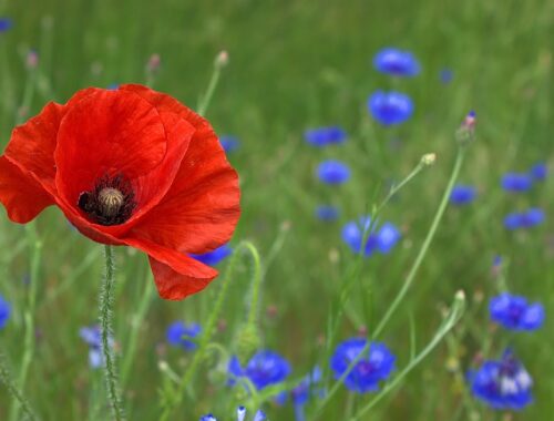 poppy, flower background, flower