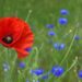 poppy, flower background, flower