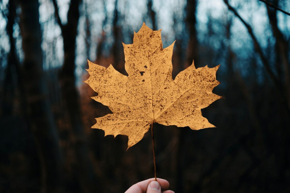 brown maple leaf in tilt shift lens