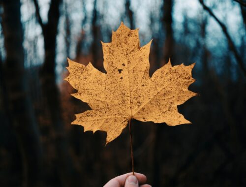 brown maple leaf in tilt shift lens