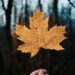 brown maple leaf in tilt shift lens