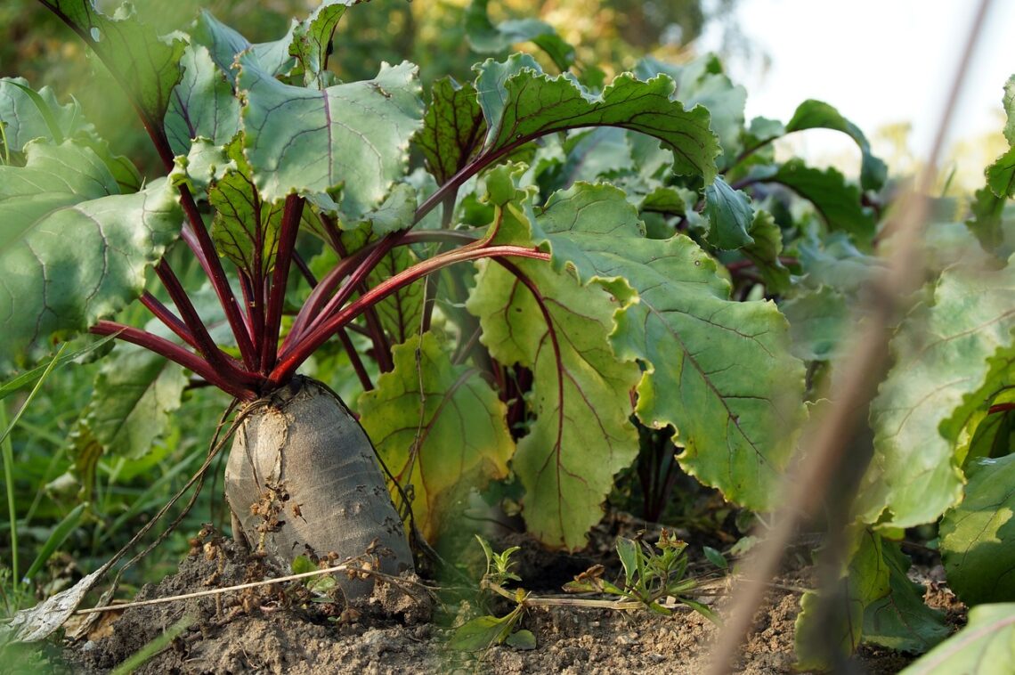 beet, vegetable, nature