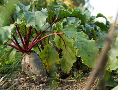 beet, vegetable, nature