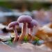 mushrooms, laccaria amethystina, amethyst deceiver, forest floor, autumn, fall